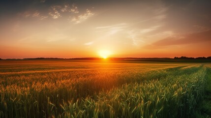 Golden sunset over a wheat field