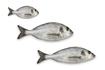 Design image of fresh gray fish on a white background