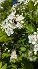 Close-up of a bumblebee pollinating white hawthorn blossoms in spring.