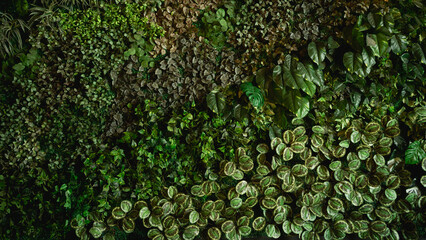 Close up group of background tropical green leaves texture and abstract background. Tropical leaf nature concept.