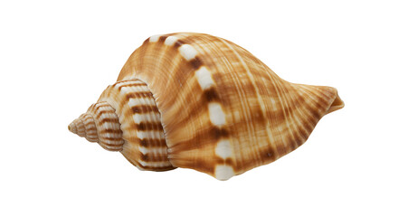 Seashell PNG Transparent White Background
