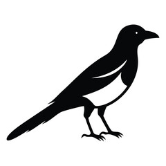 Fototapeta premium A stark black magpie with defining white patches stands against a transparent background