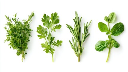 Fresh herbs arranged in a row