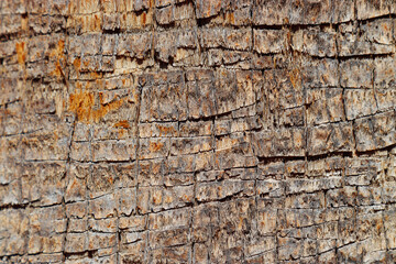 Closeup of natural palm tree trunk texture, pattern of fibrous layers and vertical ridges, earthy tones. Macro photo of nature design for backgrounds, eco themed concept, textures in graphic design