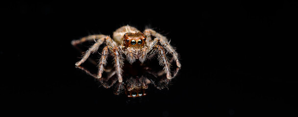 macro photo of jumping spider on a dark background © JChiew