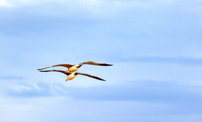 Obraz premium Two seagulls flying in clear blue sky with wings outstretched in graceful symmetry