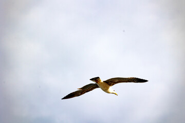 Single seagull flying with wings wide open against soft cloudy sky in peaceful atmosphere