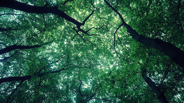 Lush canopy of green trees viewed from below.