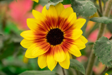 Photo of beautiful flowers in garden Dubai