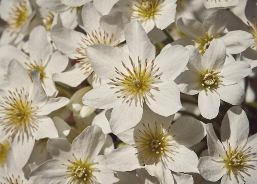 Spring Flowers and Leaves