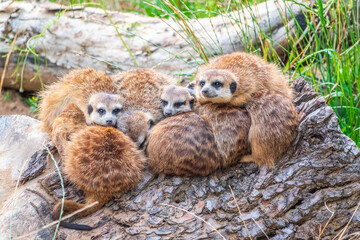 A group of cute meerkats. Meerkat Family are sunbathing.
