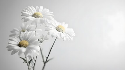 Obraz premium Elegant White Daisies Bouquet Closeup Photography