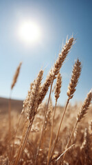Fototapeta premium Golden wheat stalks sway under the blazing sun, evoking Lammas harvest, agrarian whisperings, abundant grain magic