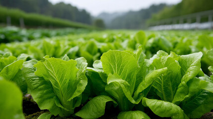 ```Lush green lettuce beds flourish under misty skies, capturing the essence of Earth Day and Farm-to-Table traditions```