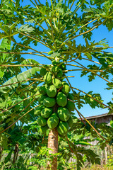 pé de mamão com frutos