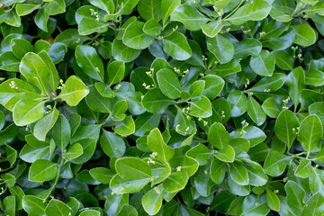 Glossy Green Leaves with Budding Tips