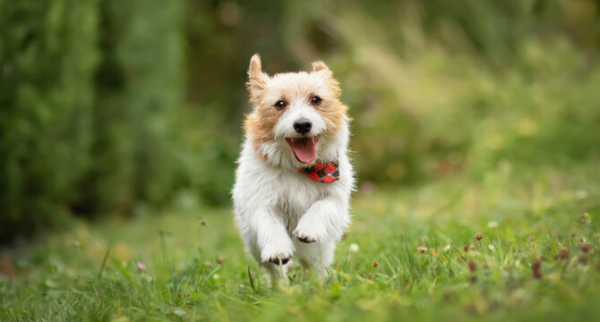 Smiling happy active terrier dog running in the grass. Puppy hyperactivity. Pet love banner or background.