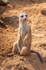 Meerkat, Suricata suricatta, on hind legs. Portrait of meerkat standing on hind legs with alert expression. Portrait of a funny meerkat sitting on its hind legs.