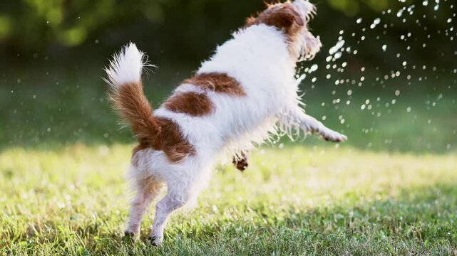 Funny thirsty dog playing with splashing water in the grass. Summer fun concept.