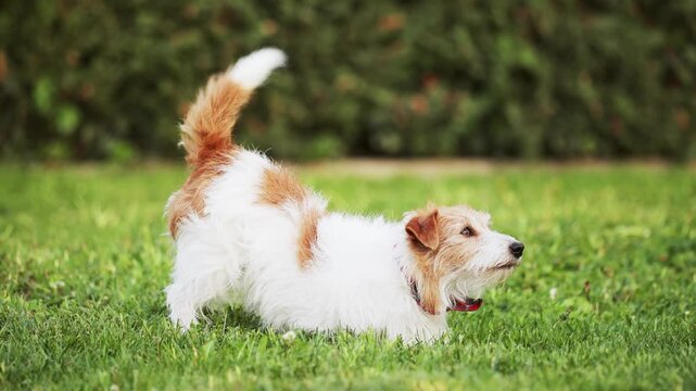 Healthy stretching tail wagging dog wants to play in the grass