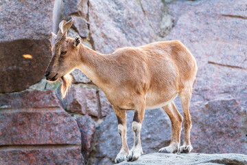 Markhor female on the rock. Latin name - Capra falconeri. Wild goat native to Central Asia, Karakoram and the Himalayas