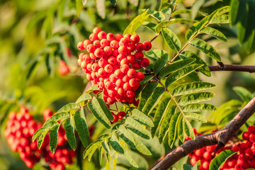 Autumn bright red rowan berries with leaves