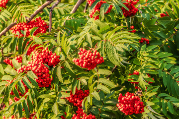 Autumn bright red rowan berries with leaves