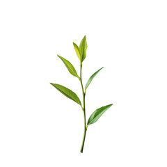 Fototapeta premium Green leaves of sprig plant on transparent background