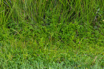 Close-up of dense green grass and leafy ground plants in a natural area.
