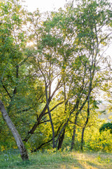 Sunlight shining through green leafy trees in a forest park.
