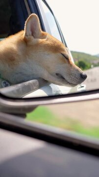 A Joyful Dog Happily Enjoying the Refreshing Wind Blowing Through the Car Window. A dog joyfully leaning out of a car window, fully enjoying the refreshing breeze during a sunny day drive