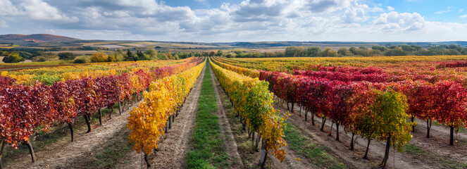 Fototapeta premium Colorful Autumn Vineyard Landscape in the Czech Republic