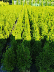 Long rows with thuja seedlings. Nursery with plant seedlings