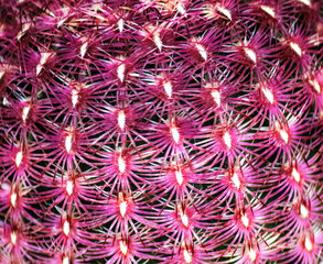 Closeup of Arizona Rainbow Cactus