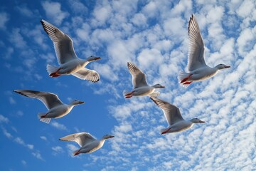 Obraz premium Soaring Ducks in the Sky: A Lively Display of Nature's Winged Creatures in Flight