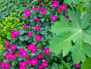 Pink flowered vinca in the garden