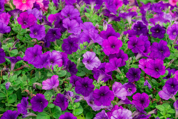 Fototapeta premium Photo of beautiful flowers in garden Dubai