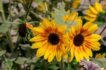 Photo of beautiful flowers in garden Dubai