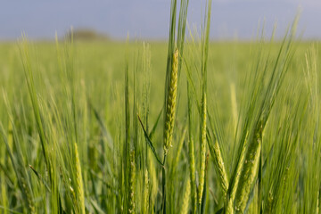 Close-up of a barley plant in a field in spring.
