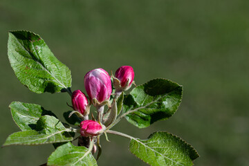 Apple blossom blooming on apple tree branch in spring, close-up, green background.