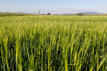Barley swaying in the light wind in a field of green colored barley plants in spring.