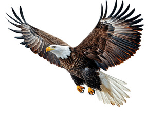 Fototapeta premium Isolated Bald Eagle in Flight
