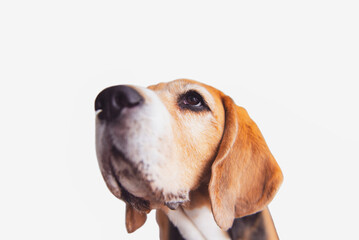 cute beagle dog looking on white background