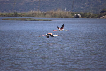 Flamingos Fed In The Wetland in bodrum turkey. Migrating flamingos feed in shallow water.	

