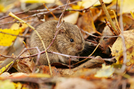 short-tailed field vole, short-tailed vole, or field vole (Microtus agrestis) sitting on the ground in autumn.	
