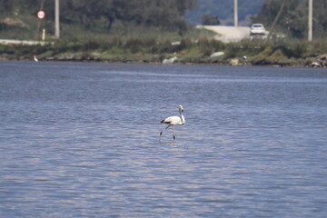 Flamingos Fed In The Wetland in bodrum turkey. Migrating flamingos feed in shallow water.	
