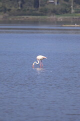 Flamingos Fed In The Wetland in bodrum turkey. Migrating flamingos feed in shallow water.	
