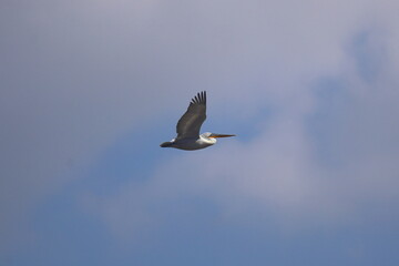 white pelican in flight with spread wings at sunset. a wild bird flies against a blue sky with white clouds. beauty in the wild