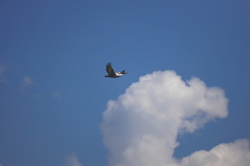 white pelican in flight with spread wings at sunset. a wild bird flies against a blue sky with white clouds. beauty in the wild