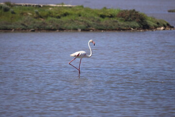 Flamingos Fed In The Wetland in bodrum turkey. Migrating flamingos feed in shallow water.	
